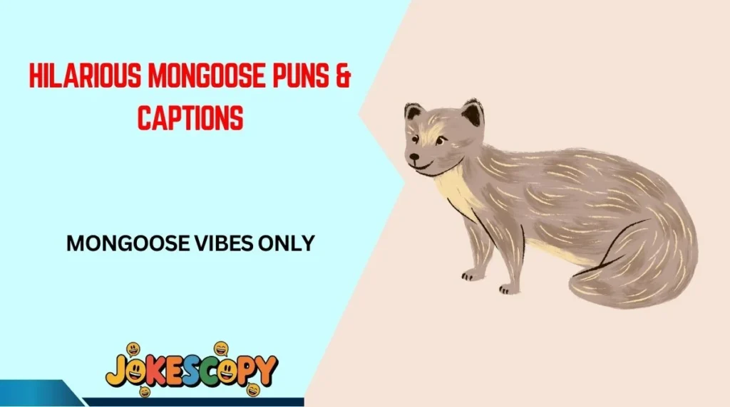 Hilarious Mongoose Puns & Captions