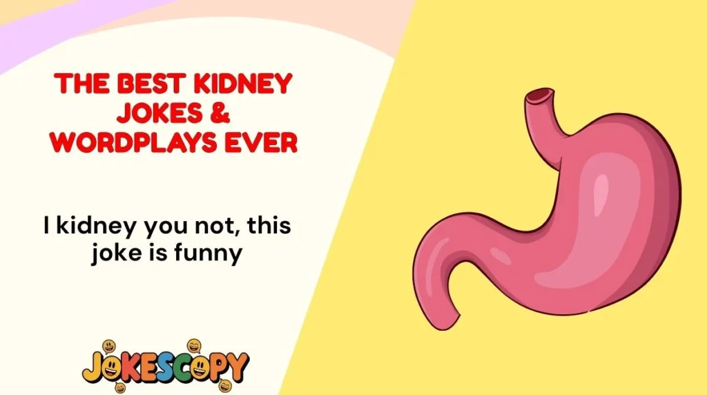 The Best Kidney Jokes & Wordplays Ever